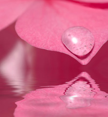 Drops of water on flower petals