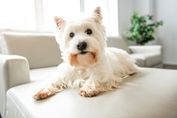 A Pet portrait of cute West Highland White Terrier dog enjoying and resting in living room indoor