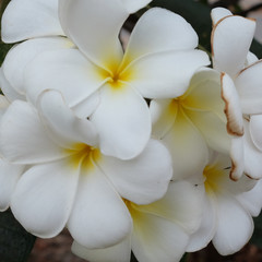 inflorescence of white flowers, white petals with a yellow center