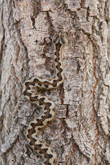 Snake camouflage. Vipera aspis detail on a trunk surface