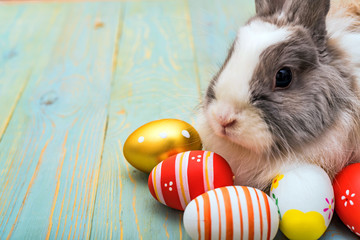Cute fluffy rabbit and painted eggs, easter concept