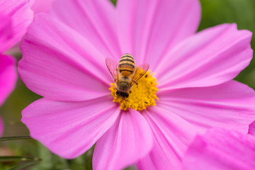 Bee on cosmos flower
