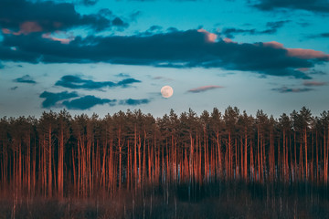 Full Moon Rising Above Pine Forest Landscape In Belarus Or European Part Of Russia During Sunset Time Of Summer Evening. Sunrise Nature At Sunny Morning