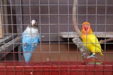 blue and yellow love birds in the cage. close up view