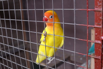 yellow love bird in the cage. close up view