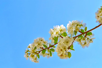 Blossoming branch apple.