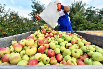 harvesting fresh apples on a plantation - workers, fruit trees and boxes of apples
