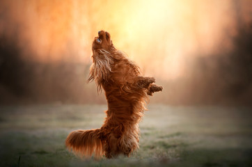 cavalier king charles spaniel dog doing tricks beautiful dawn magical light portrait