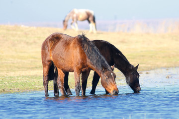 Two horses drink on the watering place