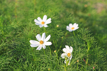 White Cosmos flower in nature garden.