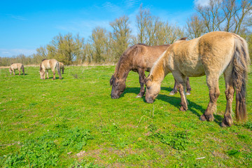 Horses in a field below a blue sky in a natural park in spring