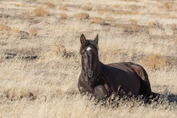 Wild Horse Foal in Utah in Winter