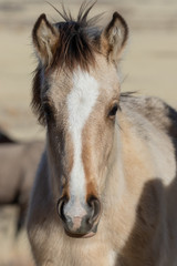 Wild Horse Foal in Utah in Winter