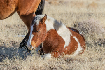 Wild Horse Foal in Utah in Winter