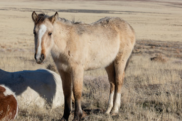 Wild Horse Foal in Utah in Winter