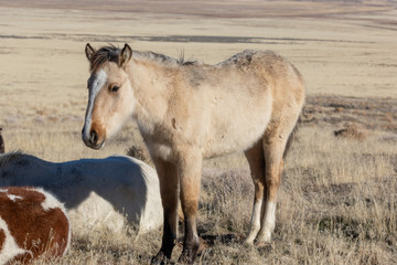 Wild Horse Foal in Utah in Winter