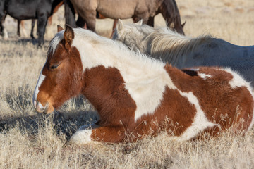 Wild Horse Foal in Utah in Winter