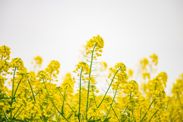 Rapeseed flowers in spring