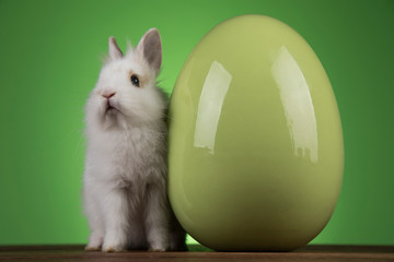 Bunny, rabbit and easter eggs on green background