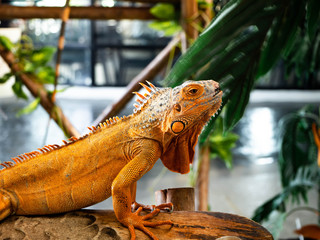 Iguana iguana on wood