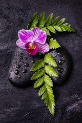 Spa, conceptual composition. Stones for massage, bathed with water drops, orchid and fern on the black background