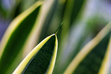 evergreen tropical houseplant leaf pattern. green leaf with light stripes.