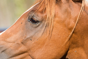 body details of a horse in Liguria in Italy