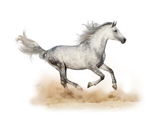 Dapple gray arabian stallion running