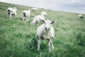 Schafe auf der Wiese 