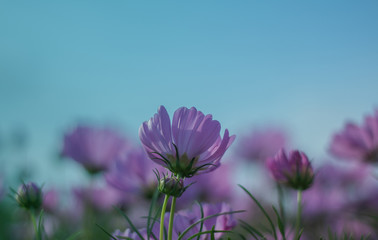 cosmos flower blooming beautifully for background..