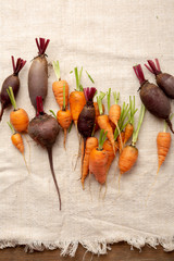 Harvest of young carrots and beets, food above