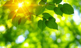 Green leaves on the sun.