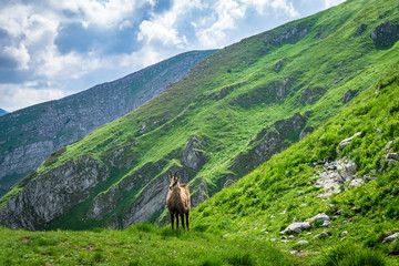 Tatra Chamois (Rupicapra rupicapra tatrica) in a natural environment. Western Tatras. Poland.