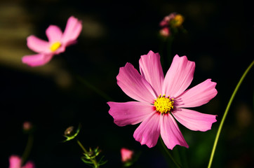 Macro view blooming cosmos flowers. Springtime landscape with bunch of pink flowers. Selective focus photo