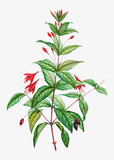Hardy Fuchsia flowers
