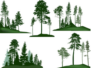 set of five green pine trees groups on white