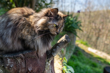 Tortoishell Cat in the Garden