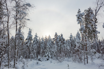 Snowy winter forest and snow covered trees