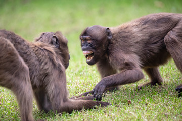 two Gelada monkeys playing on green grass