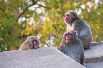 Japanese macaque monkeys sitting on stone fence