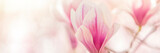 magnolia flowers background
