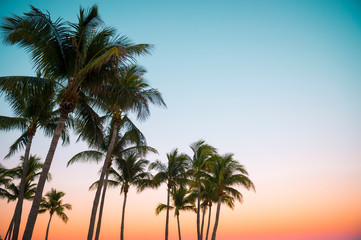 Brightly colored tropical background of palm tree silhouettes against sunset sky gradations