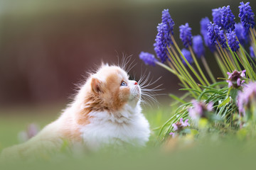 BKH Kitten riecht den Frühling