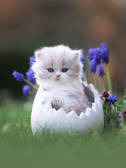 BLH Kitten Katzenbaby im Osterei auf einer Blumenwiese