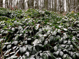 bella natura ghiacciata in autunno