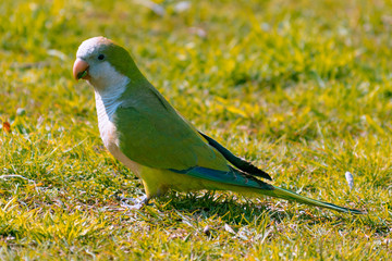 Parakeet walking with total freedom in a park. Photograph taken in Punta del Este, Uruguay.