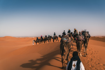 Camel ride in the Sahara desert at sunrise, Merzouga Morocco. People and dromedaries