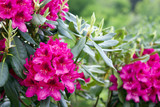 Red Azaleas flowers in the garden.Spring background.