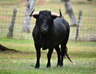 big bull in spain