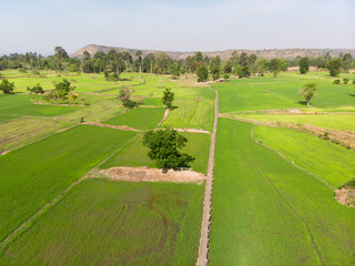 Drone shot aerial view scenic landscape of Vintage wooden bridge in the rice field at the countryside